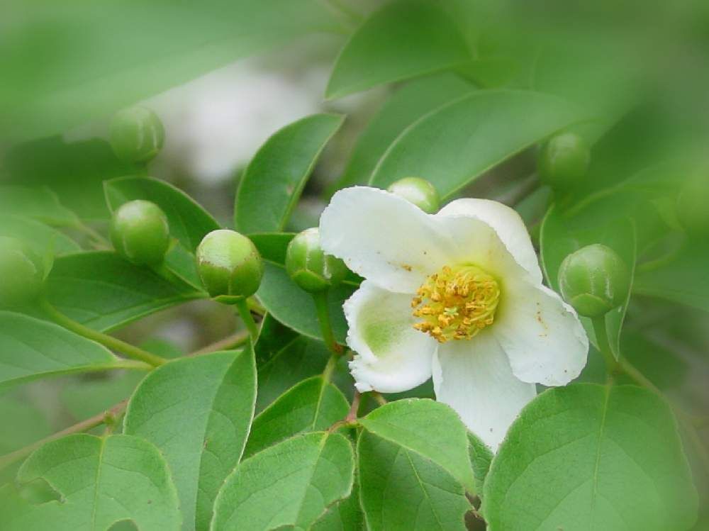 ツバキ　白い花