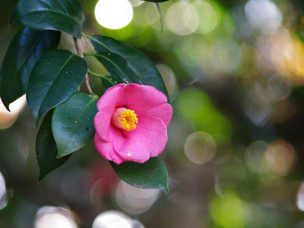 椿 ツバキ の花言葉 色別の意味や種類 贈るときに気をつけることとは Greensnap グリーンスナップ