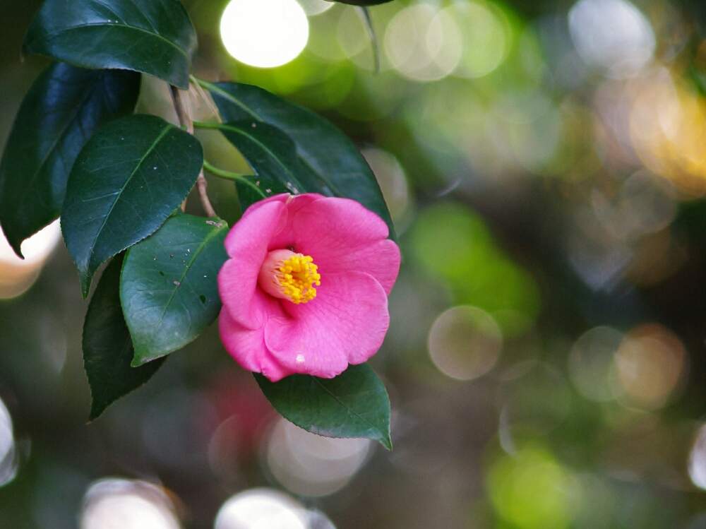 造花 ツバキ 5センチ 100個 アイボリー サザンカ 花のみ 激安アウトレット サザンカ