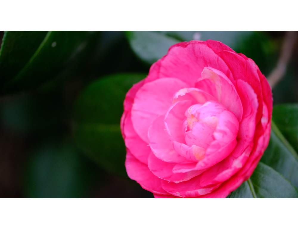 椿 ツバキ の花言葉 色別の意味や種類 贈るときに気をつけることとは Greensnap グリーンスナップ