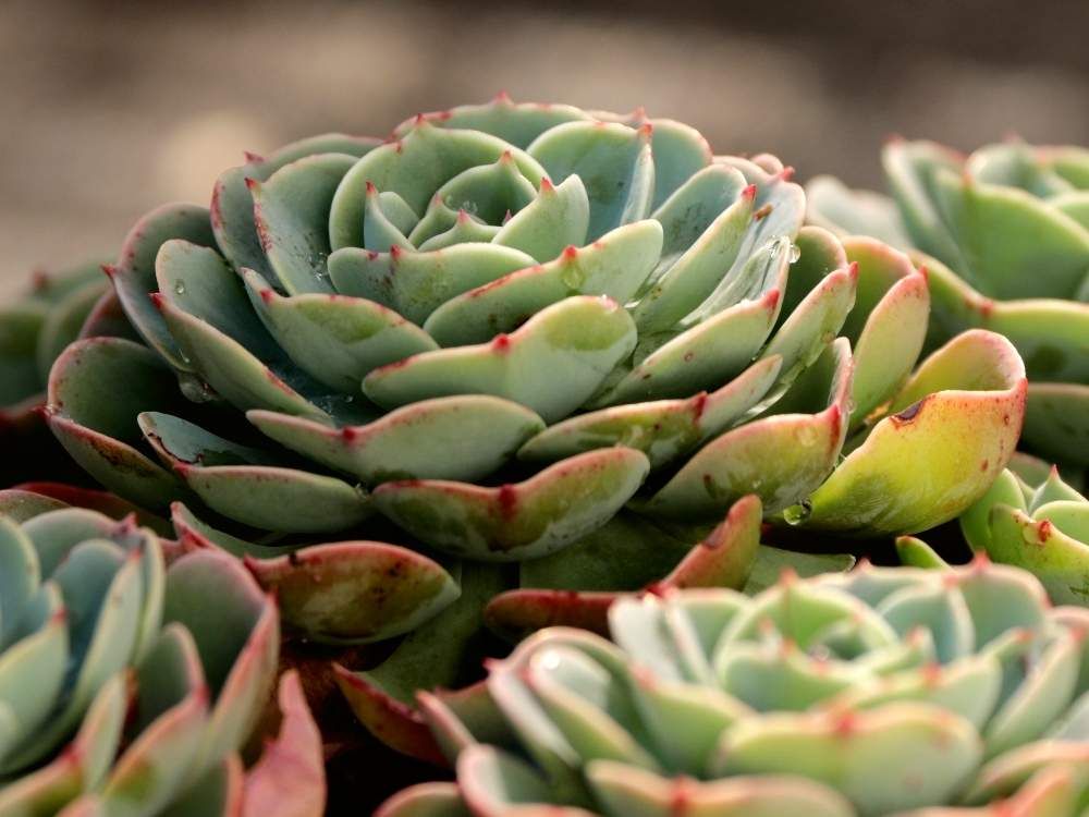 エケベリア by hiro2917