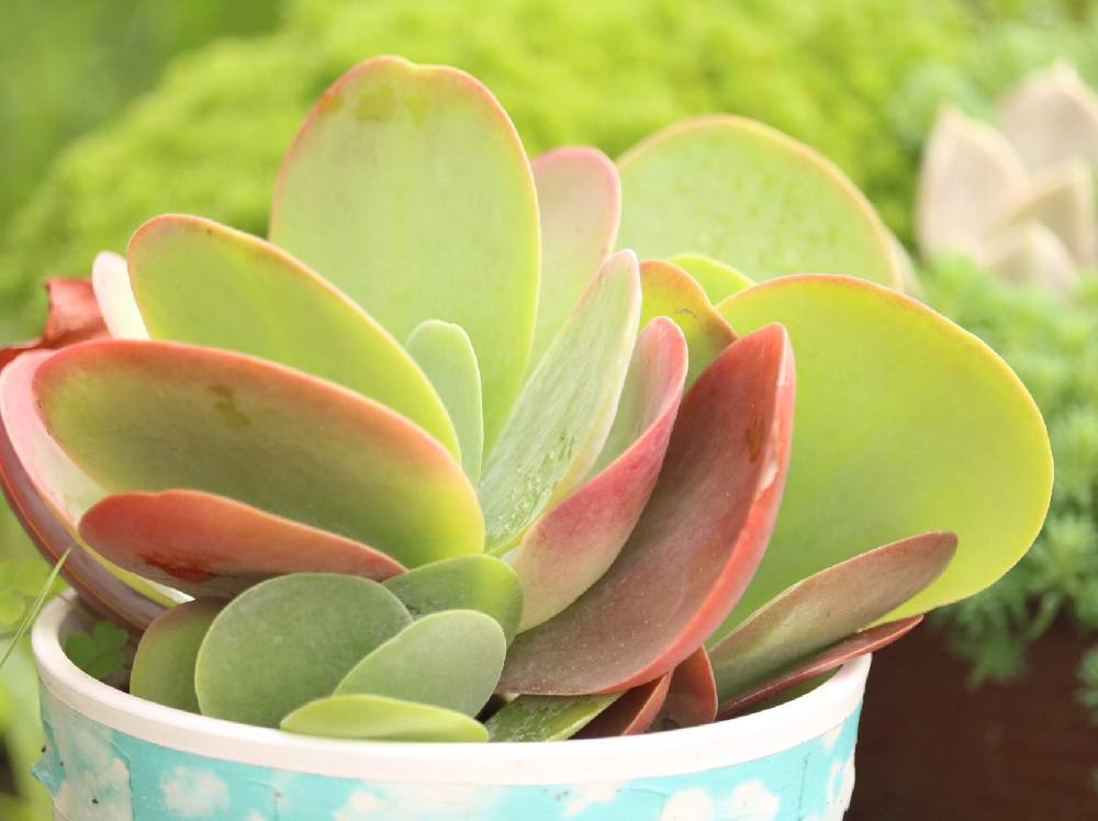 多肉植物の寄せ植えをつくろう！植える種類の組み合わせはどうする