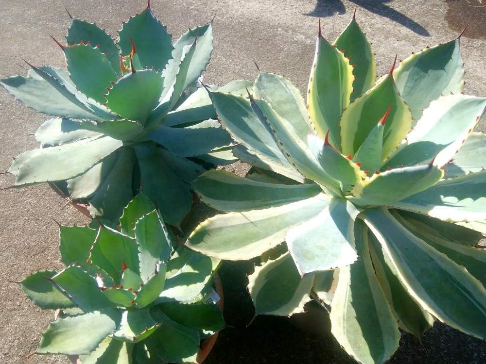 アガベ by CCCRスキ