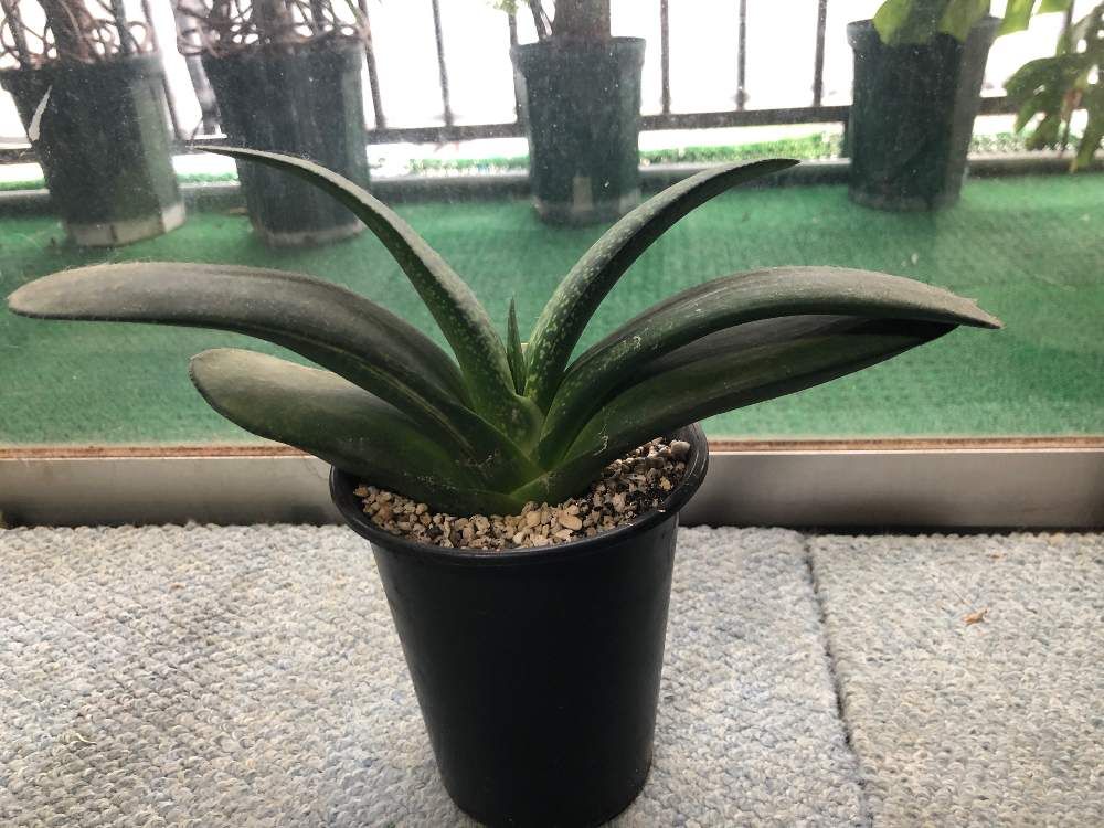 ガステリア by bukkie