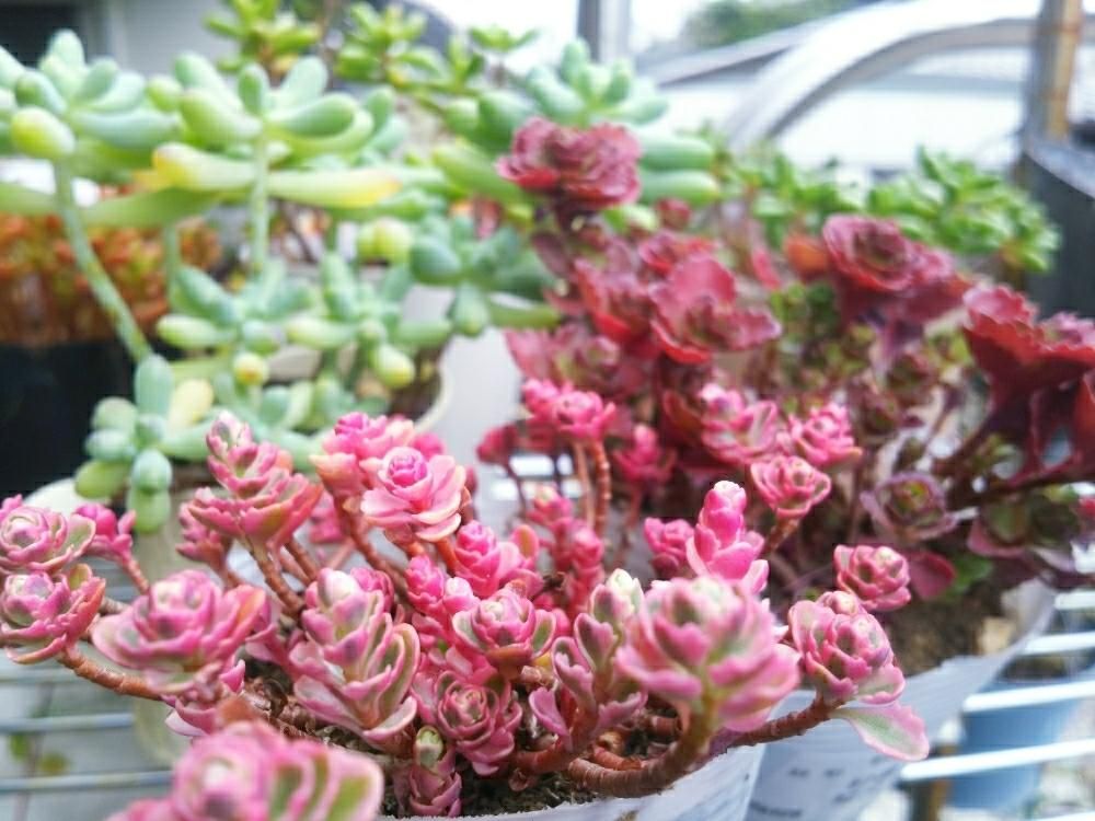 セダム・ドラゴンズブラッド by くにちゃん