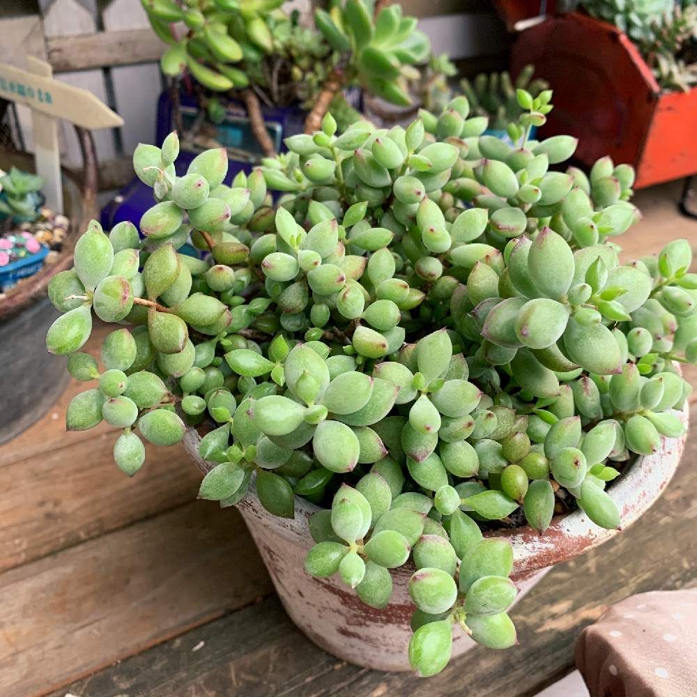 コチレドン・ペンデンス by のりまきさん