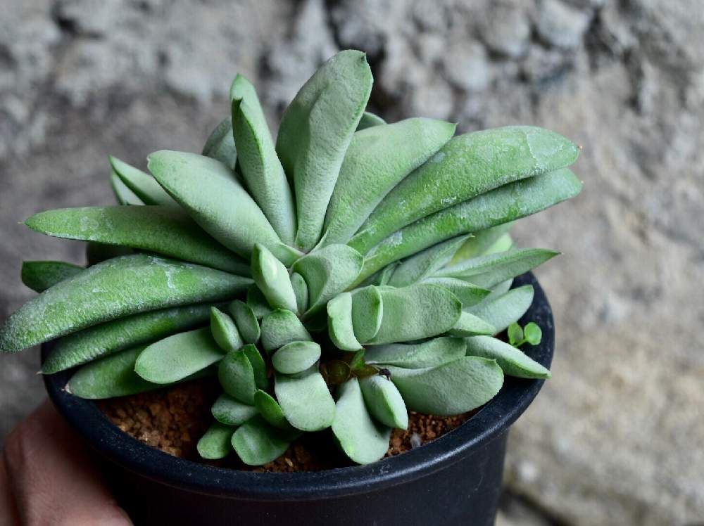 ガステリア・グロメラータ by けんちんさん