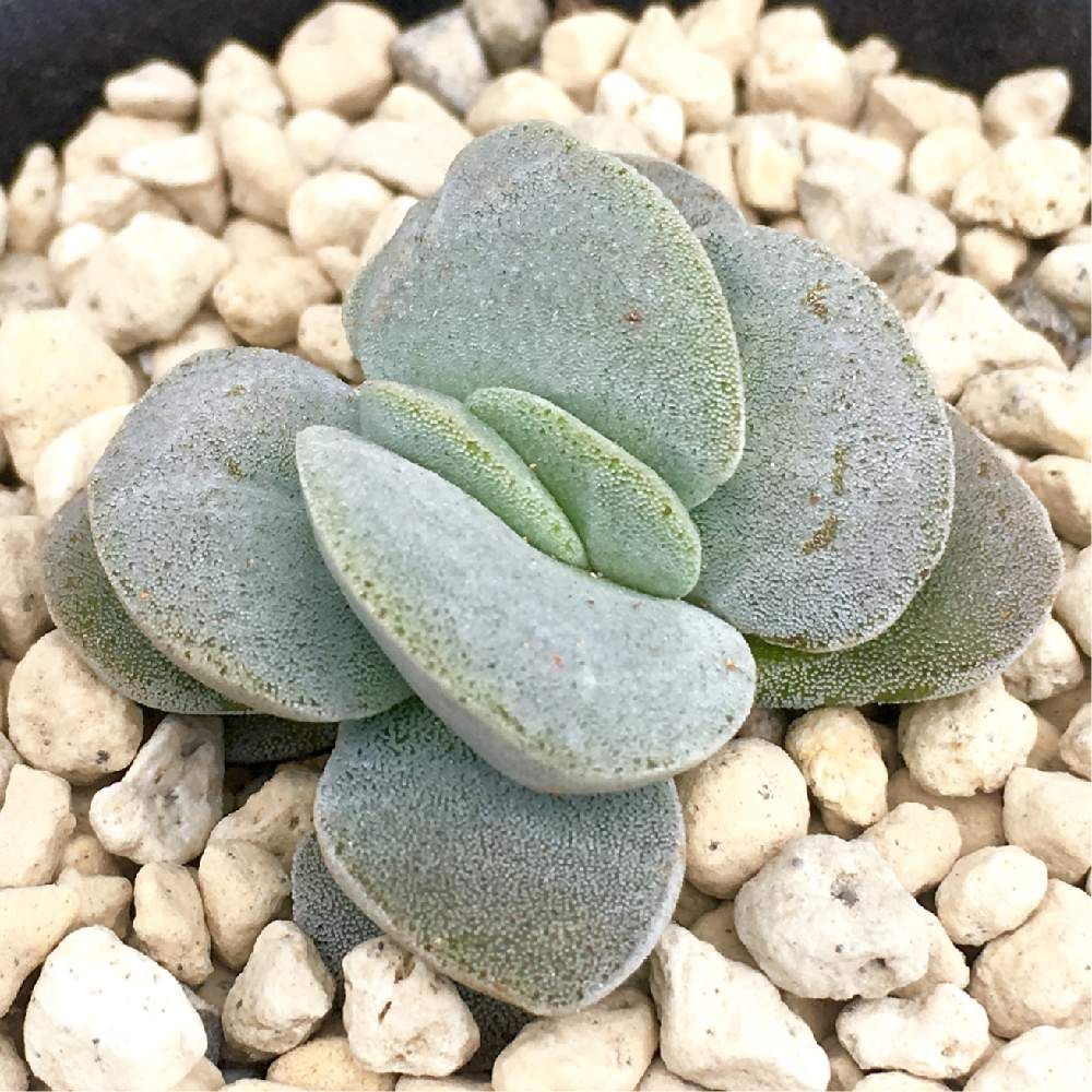 クラッスラ呂千絵 by hige