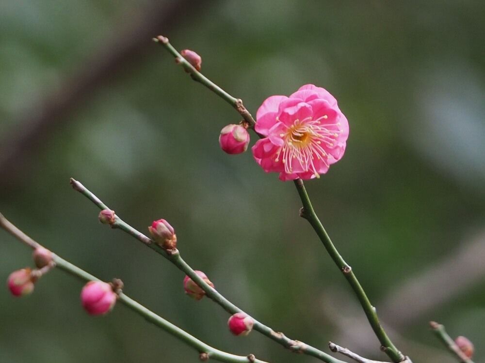 梅の花　ウメの花