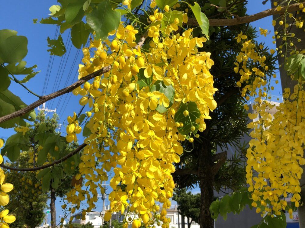 ナンバンサイカチ