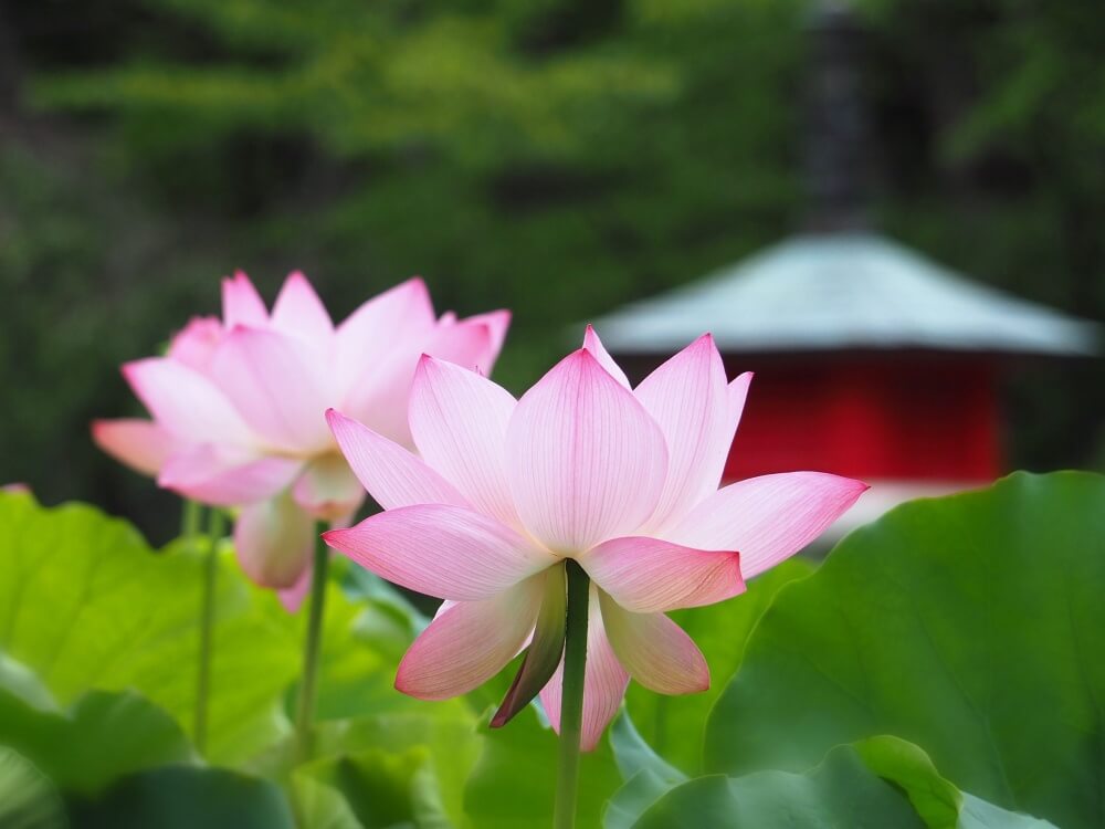 国花 を学ぼう 日本は桜と菊どっち 世界の国花はなに Greensnap グリーンスナップ