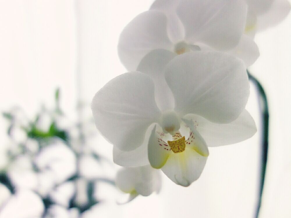 白い胡蝶蘭