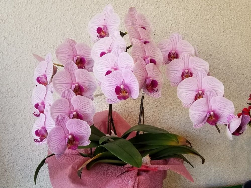 ピンク色の胡蝶蘭　鉢植え