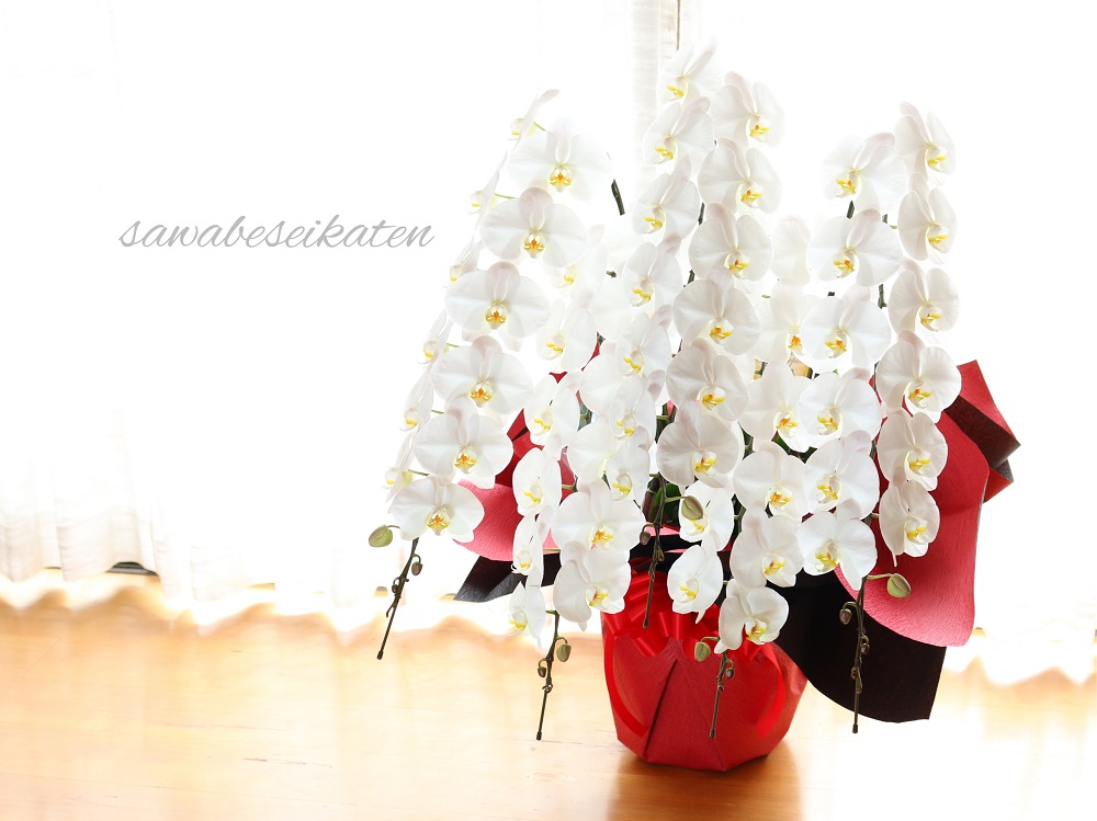 胡蝶蘭の花言葉 色別の意味や花の特徴 種類は お祝いに贈ろう Greensnap グリーンスナップ