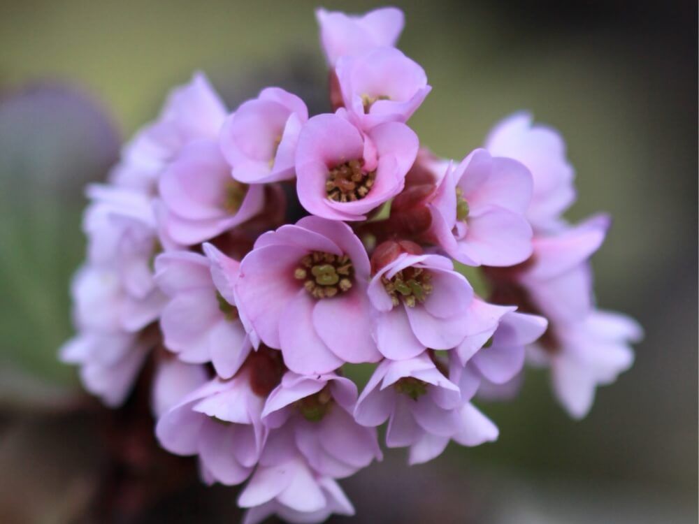 ヒマラヤユキノシタ