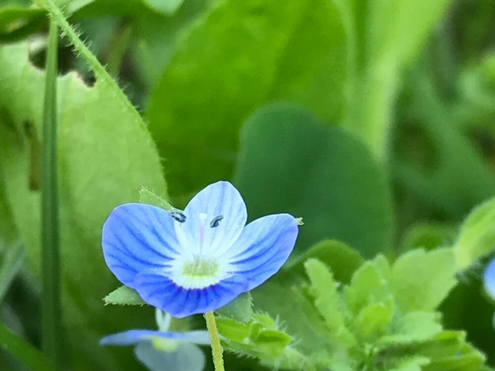 オオイヌノフグリ