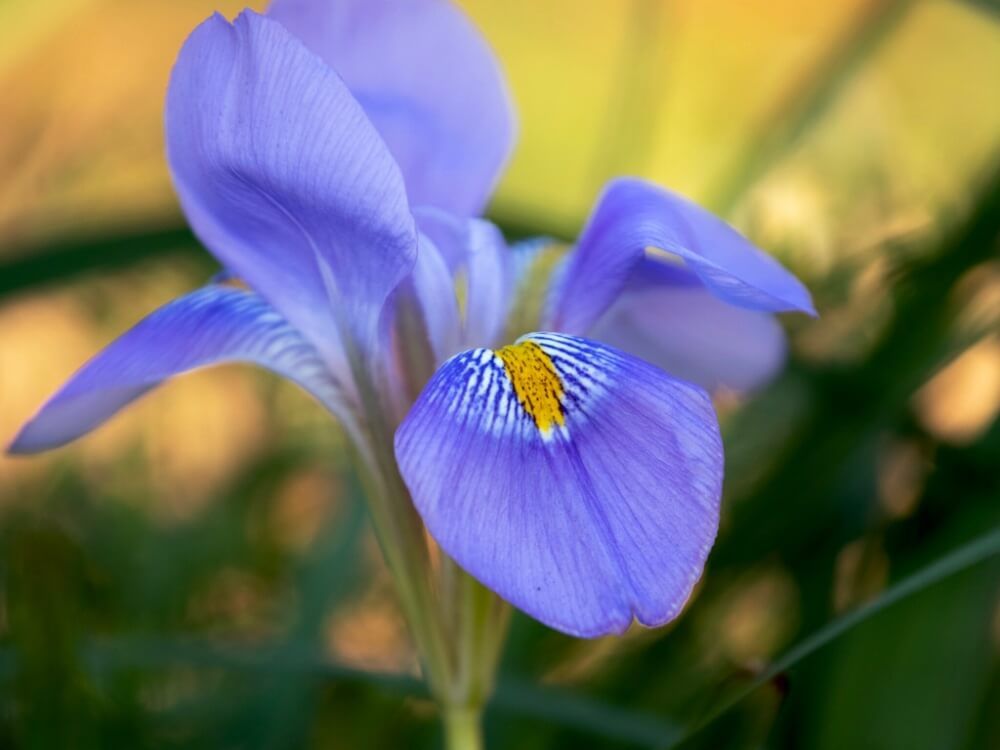カンザキアヤメ　薄紫色の花