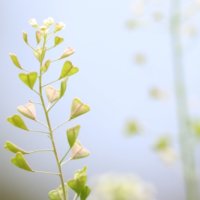 2月の花おすすめ12選！早春に咲く種類は？花壇やプランターで楽しめるのは？の画像