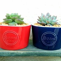 今週の人気『みどりのまとめ』5選！どうしても可愛い食器に穴を開けて植木鉢にしたい٩(๑> ₃ <)۶の巻　などの画像