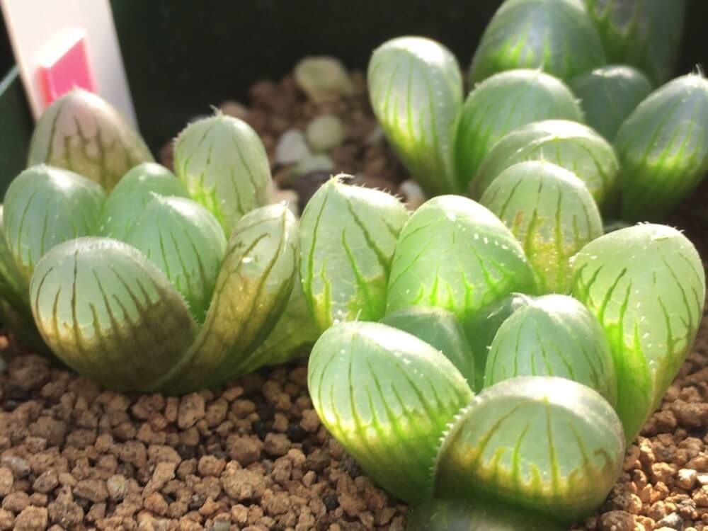 ハオルチア属　オブツーサ　マグワティ