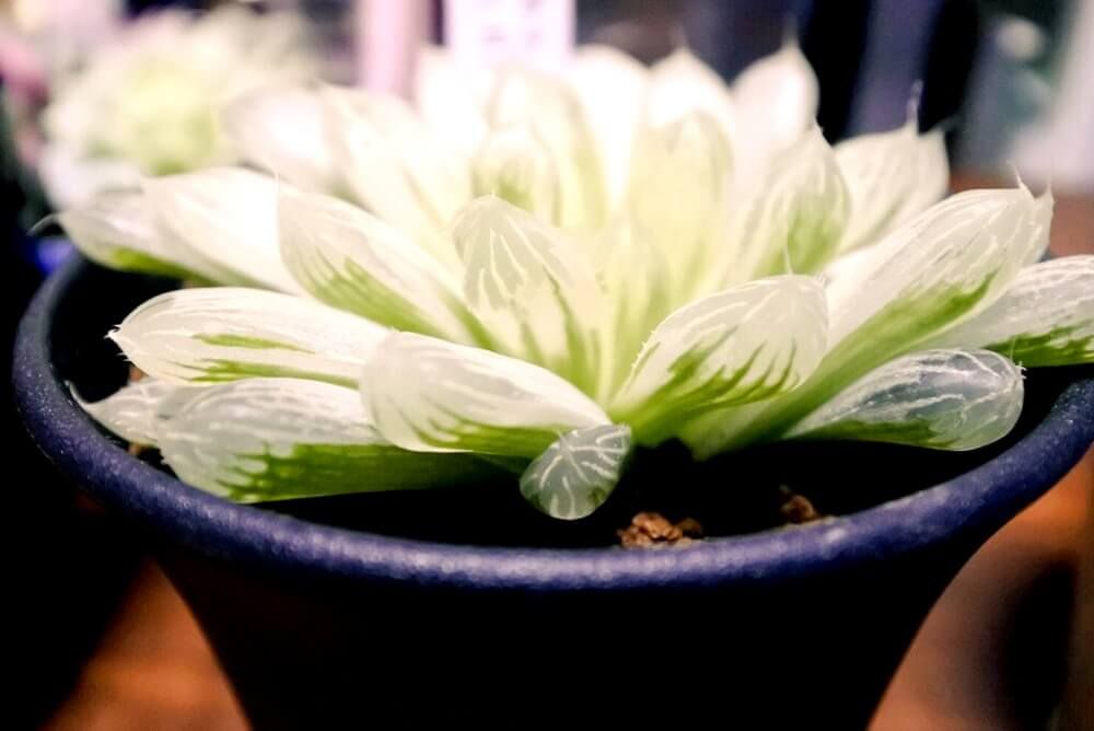 ハオルチア属　ピリフェラ錦