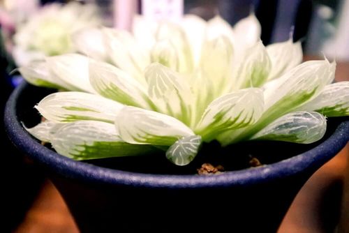 まるで宝石のよう キラキラと輝く人気の多肉植物たち Greensnap グリーンスナップ まるで宝石のよう キラキラと輝く人気の多肉植物たち Greensnap グリーンスナップ