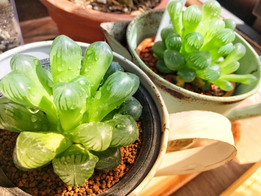 ハオルチア属　オブツーサ　トゥルンカータ