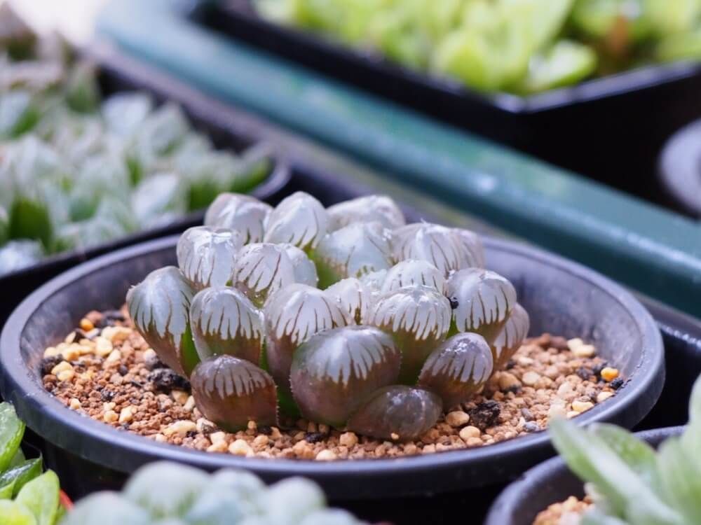 ハオルチア属　紫オブツーサ