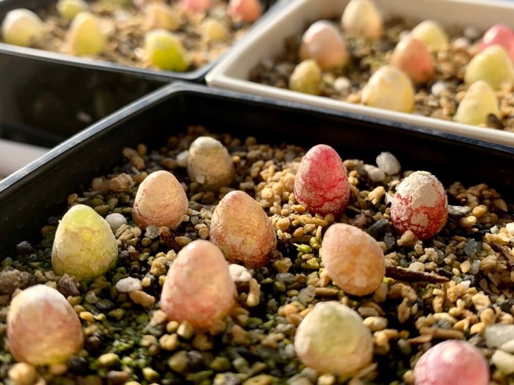 コノフィツム属　ブルゲリ