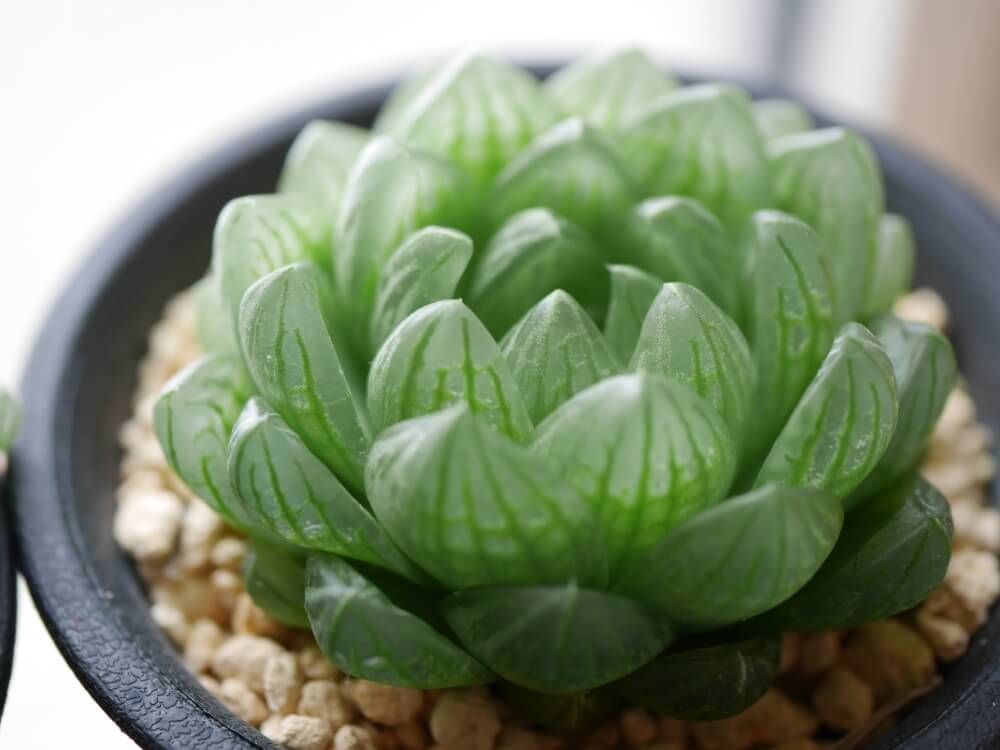 ハオルチア属　トランシエンス