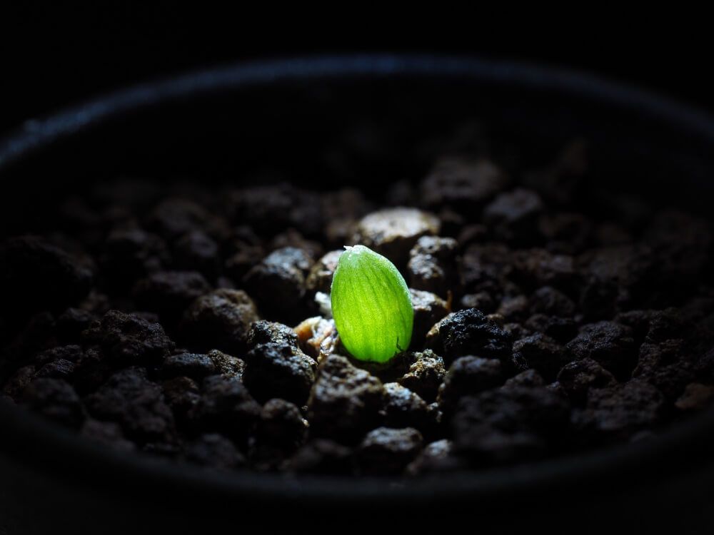 ブルビネ属　メセンブリアントイデス