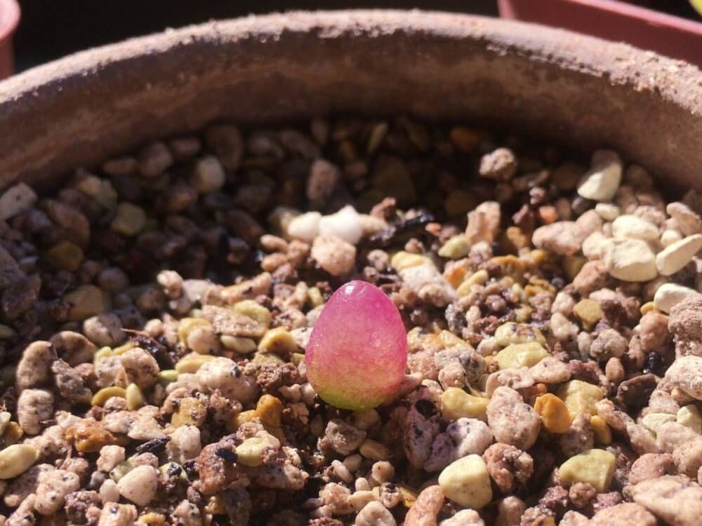 コノフィツム属　ブルゲリ