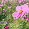 【秋の花図鑑30選】秋に咲く花の種類は？開花時期はいつから？の画像