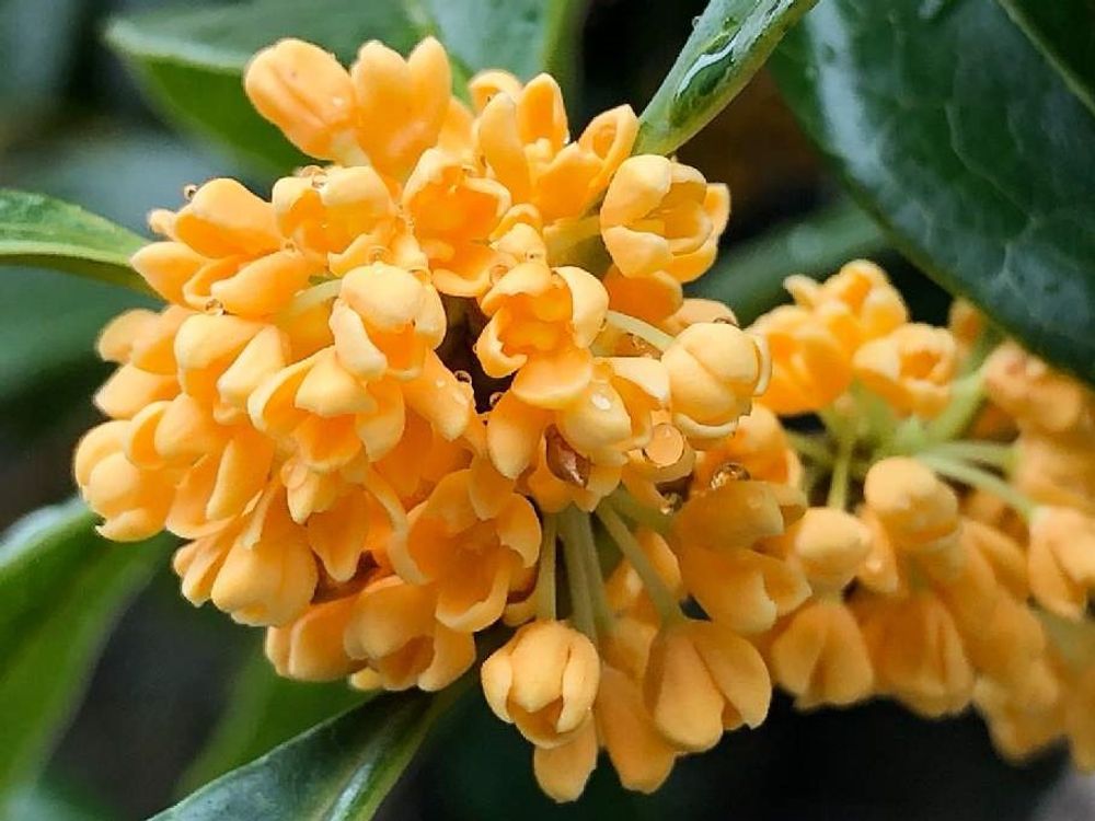 キンモクセイ　photo by　わき☆れーじ