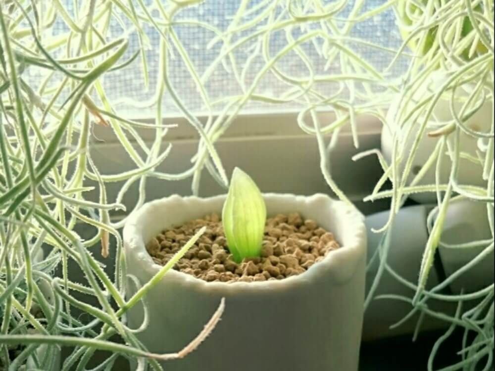 ブルビネ属　メセンブリアントイデス