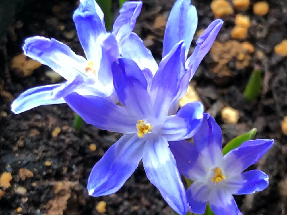 青い花の種類と花言葉16選 色だけじゃない 込められた美しい言葉をご紹介 Trill トリル 青い花びら 緑の葉 そして素敵な顔を持つ花のスポットサウンドマスコット 植物のマスコット Foirephoto Bievre Com