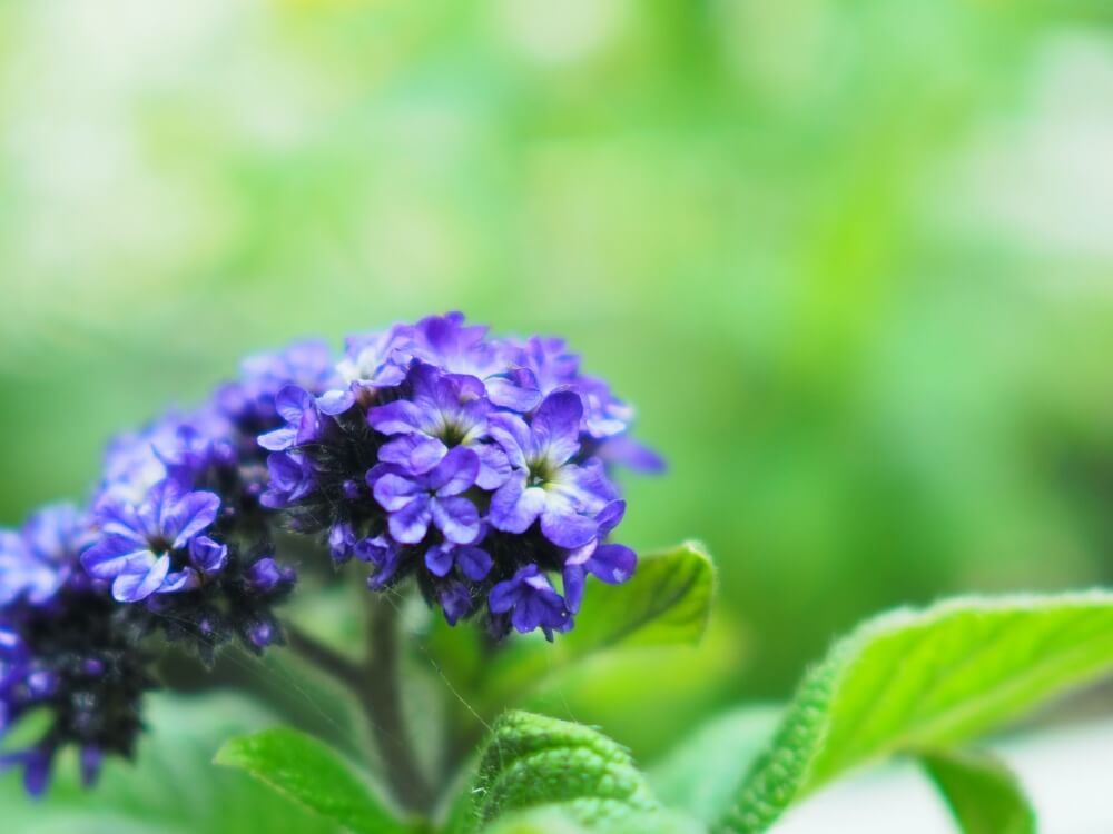 ヘリオトロープ　紫色の花