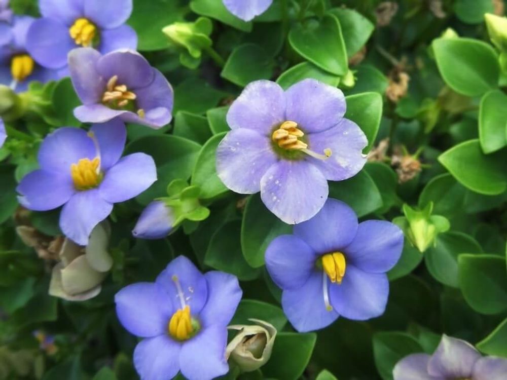 エキザカム　紫色の花