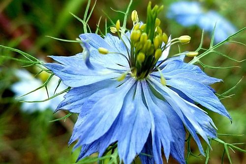 青い花図鑑 人気の品種を 春 夏 秋 冬の季節ごとに分けて紹介します Greensnap グリーンスナップ