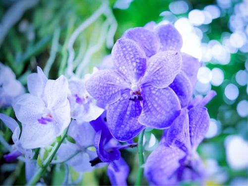 バンダ ヒスイラン の花言葉 花の特徴や種類 花色や姿からつけられた名前なの Greensnap グリーンスナップ