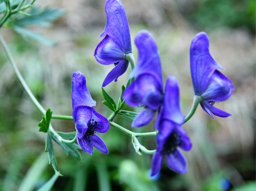 トリカブト　紫色の花