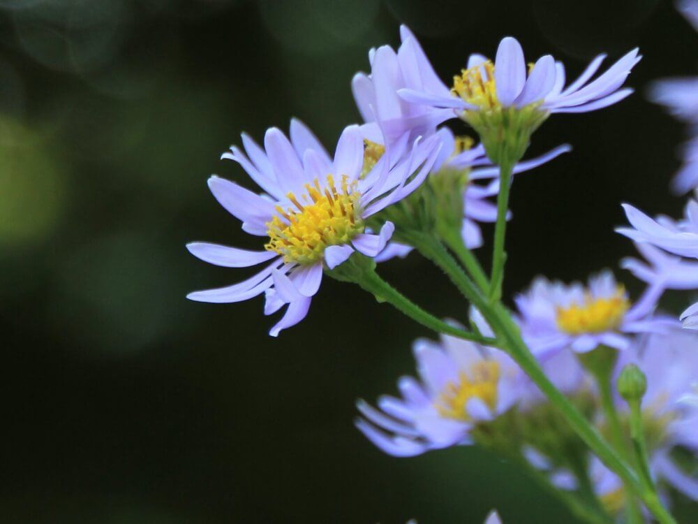 シオン　薄紫色の花