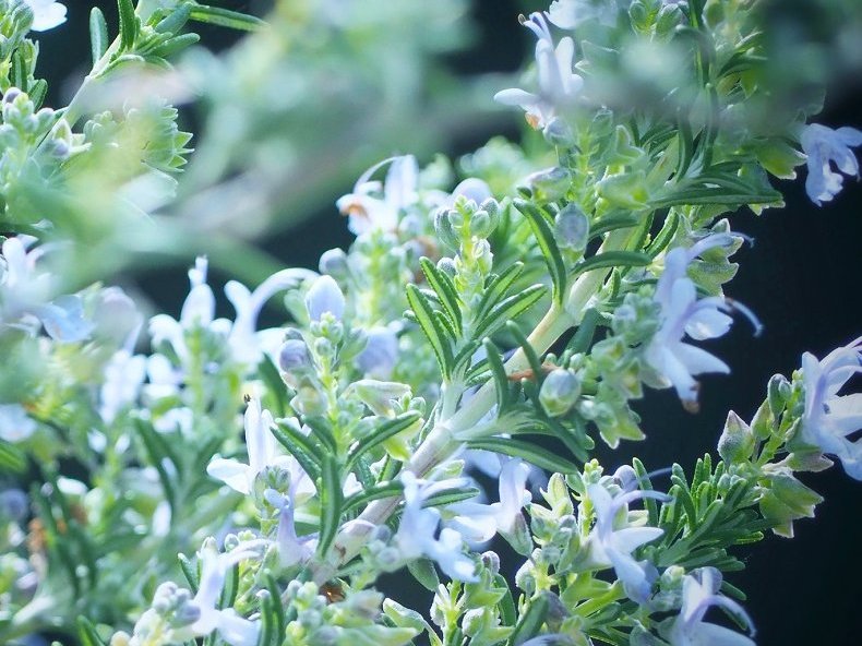 ローズマリーの花言葉 花の特徴や 代表的な意味とは Greensnap グリーンスナップ