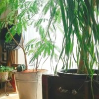 大型の観葉植物12選 おしゃれな種類はどれ 管理のコツとは Greensnap グリーンスナップ