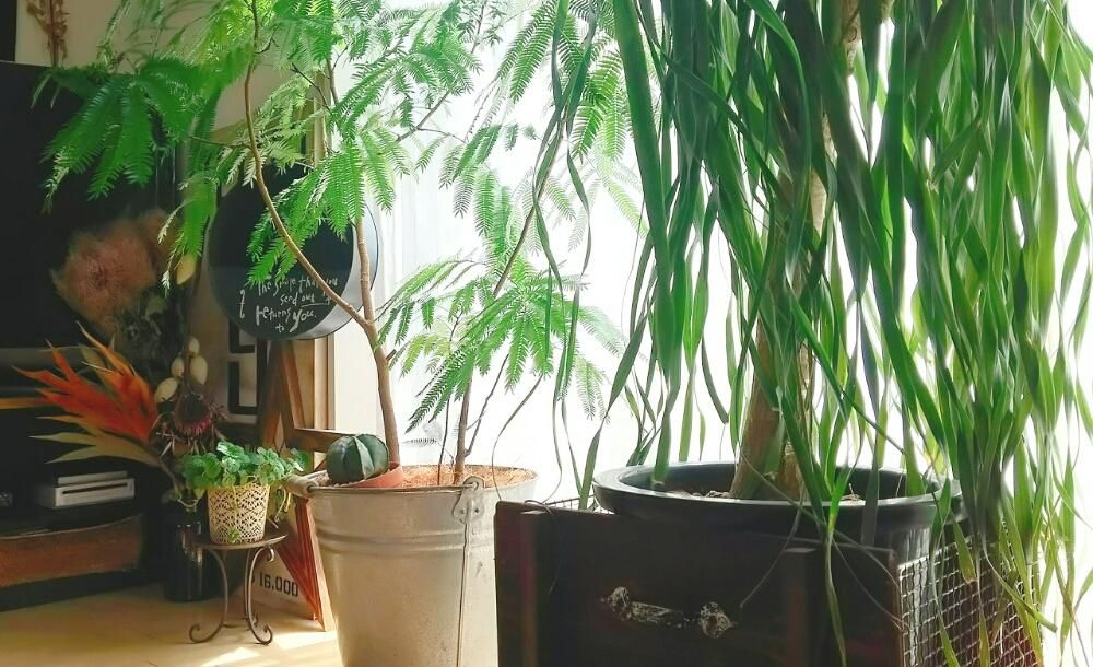 観葉植物 by -mai-