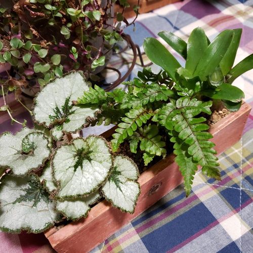 初心者のための観葉植物の育て方 絶対枯れさせないお手入れ方法とは Greensnap グリーンスナップ