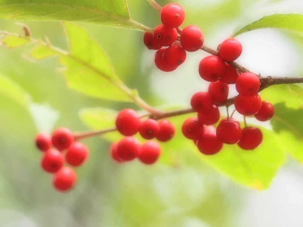小鳥たちもだいすき 庭木におすすめな 赤い実 がなる木たち Greensnap グリーンスナップ