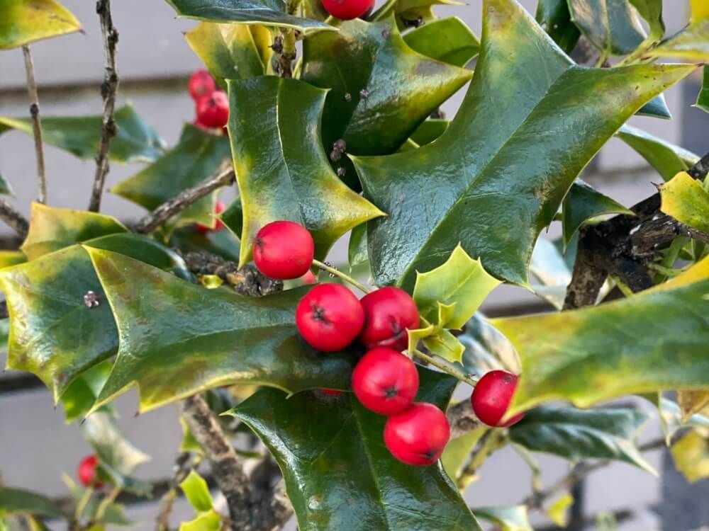 セイヨウヒイラギ　赤い実をつける木