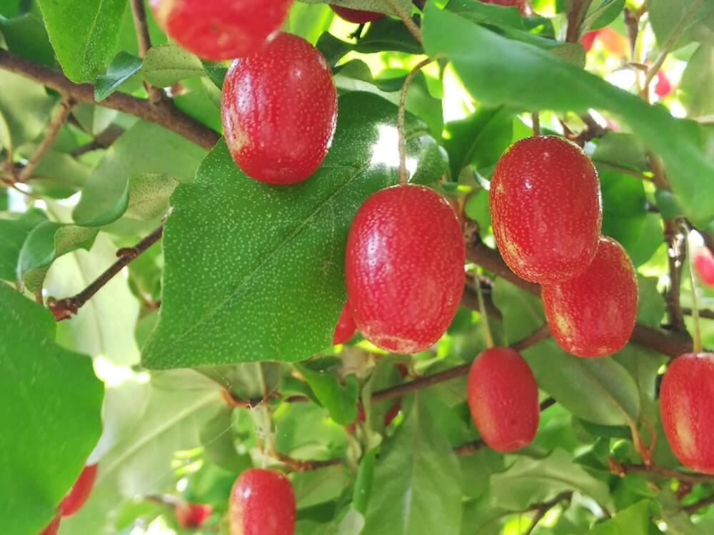 小鳥たちもだいすき 庭木におすすめな 赤い実 がなる木たち Greensnap グリーンスナップ