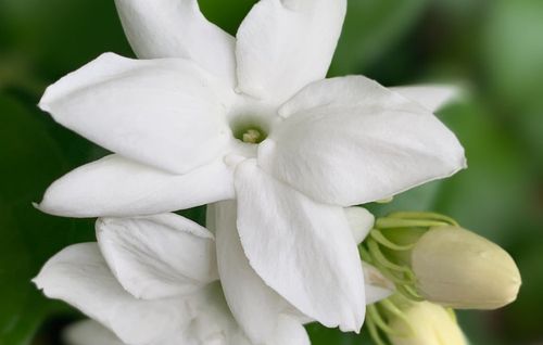 ジャスミン 茉莉花 の花言葉 怖い意味がある 香りの効果や花の特徴は Greensnap グリーンスナップ